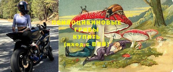 прущие грибы Магас